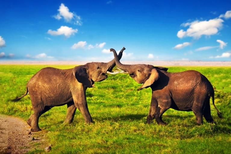 África do Sul<br>Sáfari Clássico África do Sul<br>Sáfari Clássico